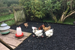 Natural EcoHen Chippings