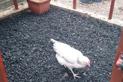 Natural Eco Hen Rubber Chippings